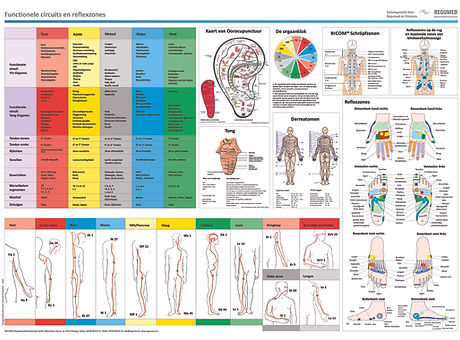 Homeopathie functionele circuits en reflexzones