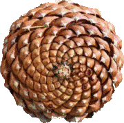 pinecone gifff.gif