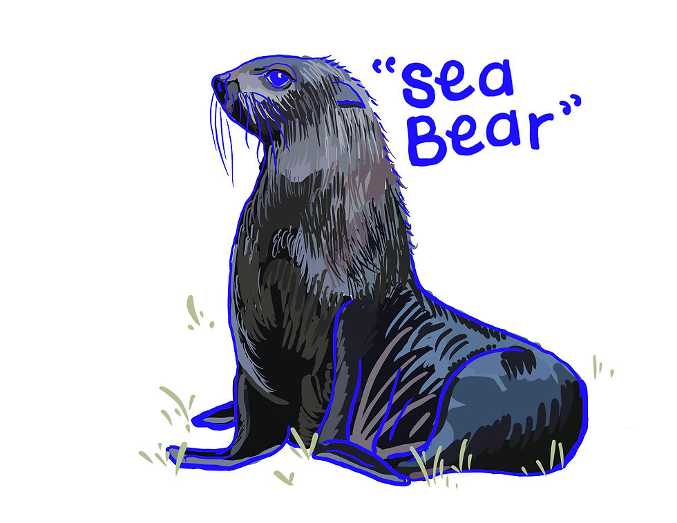 sea bear