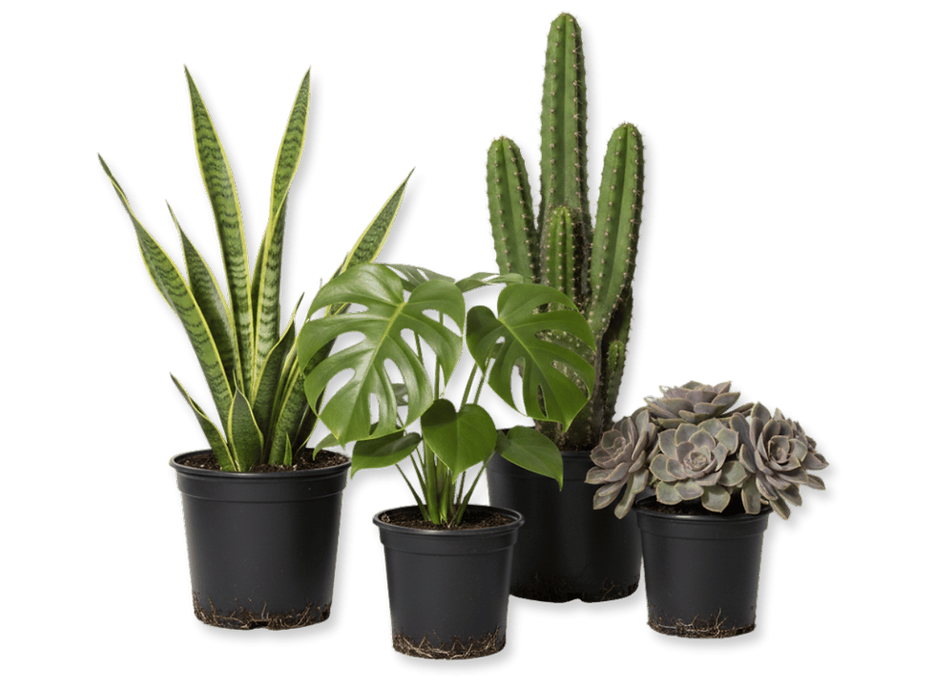 Minimalist Interior Floral Garden Logo (1).png