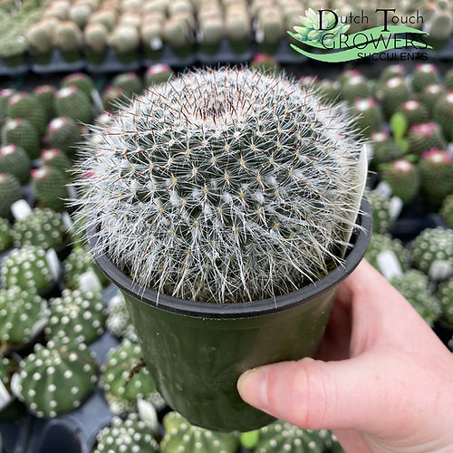 Mammillaria Hahniana
