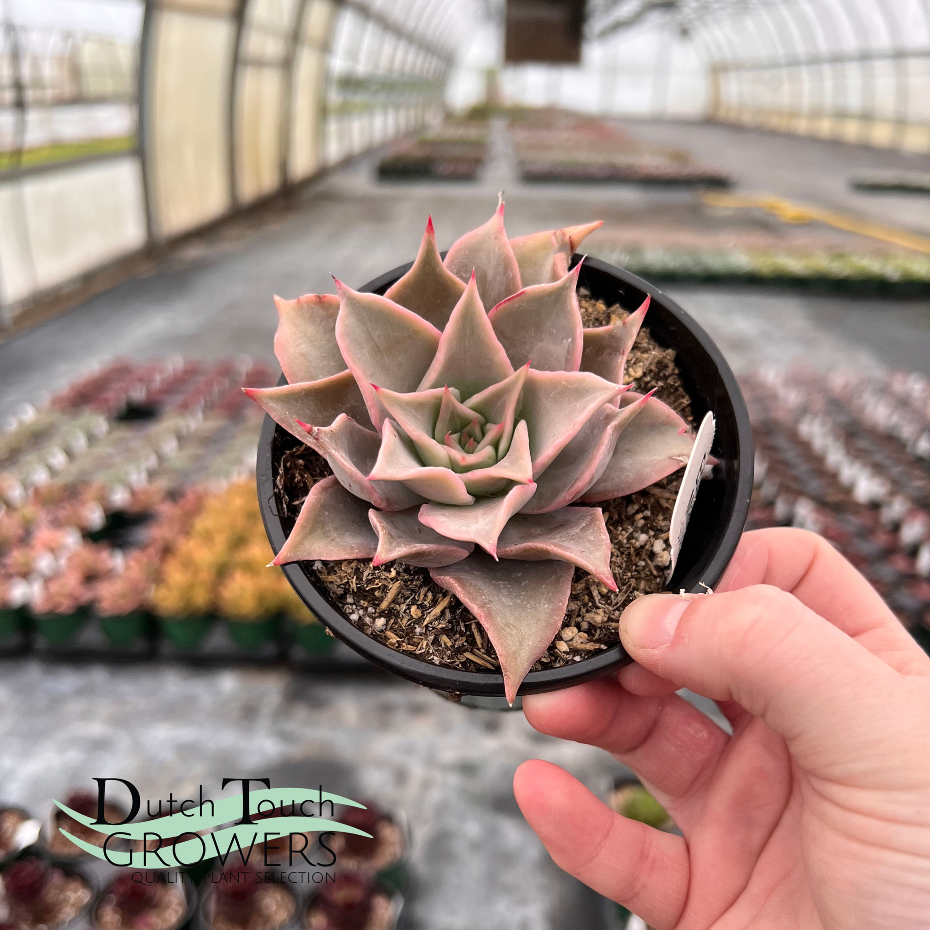 Echeveria Madiba