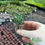 Thumbnail: Faucaria Tiger Jaws