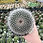 Thumbnail: Mammillaria Hahniana