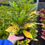 Thumbnail: Croton Gold Dust