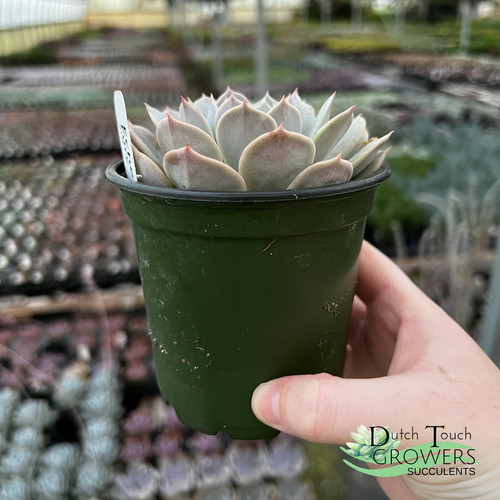Echeveria Fury | Dutch Touch Growers