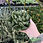 Thumbnail: Adromischus Cristatus