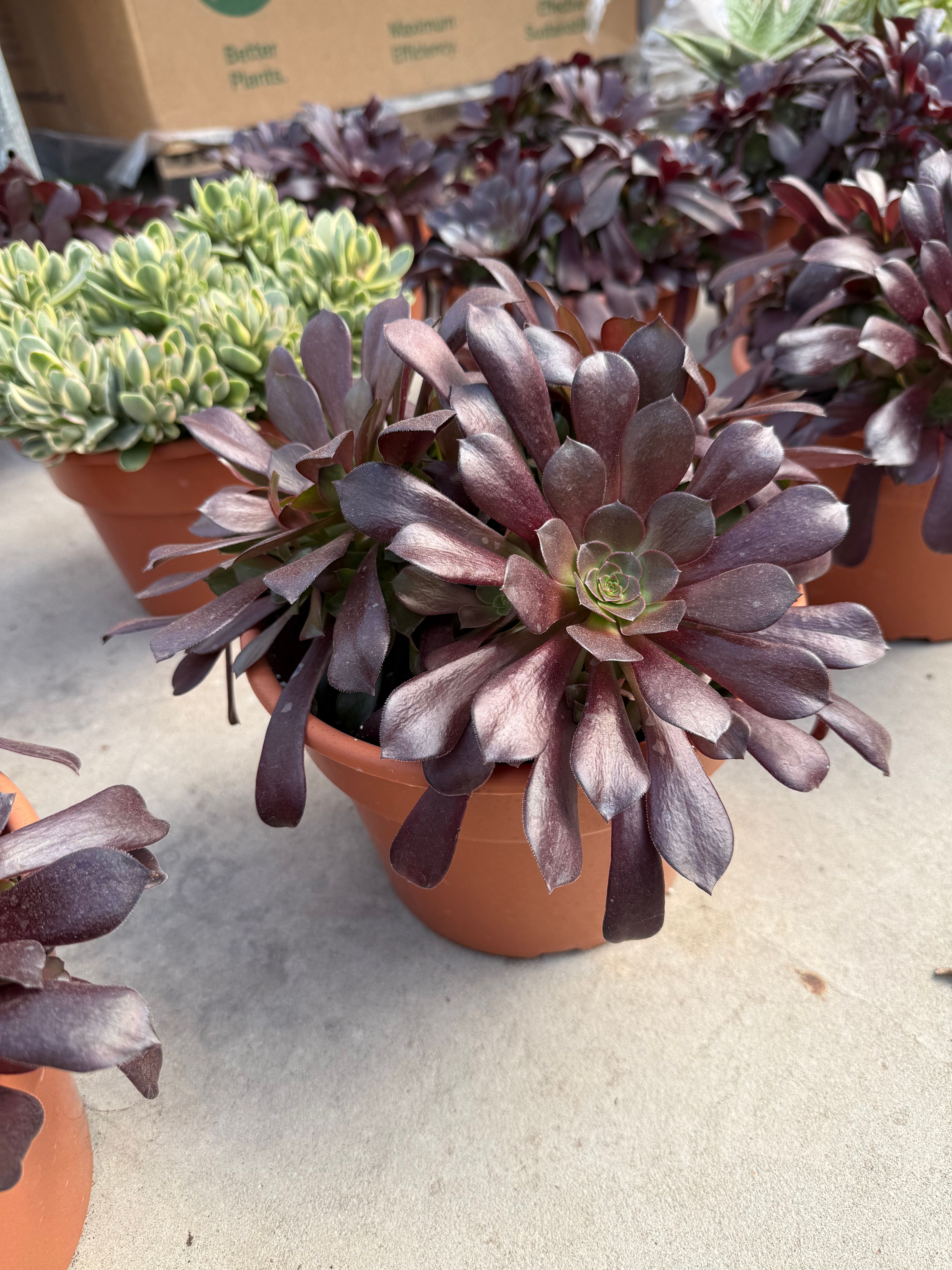 Curator's Collection: 8" Patio Pot