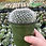 Thumbnail: Mammillaria Hahniana