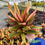 Thumbnail: Rhoeo Tricolor Compacta