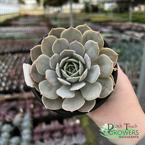 Echeveria Fury | Dutch Touch Growers