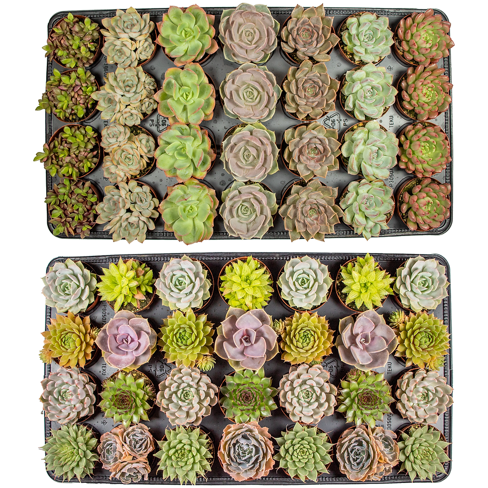 Assorted Live Rooted Succulent 2.5" Pots - Wholesale