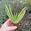 Thumbnail: Aloe Vera Medicinal