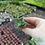 Thumbnail: Faucaria Tiger Jaws