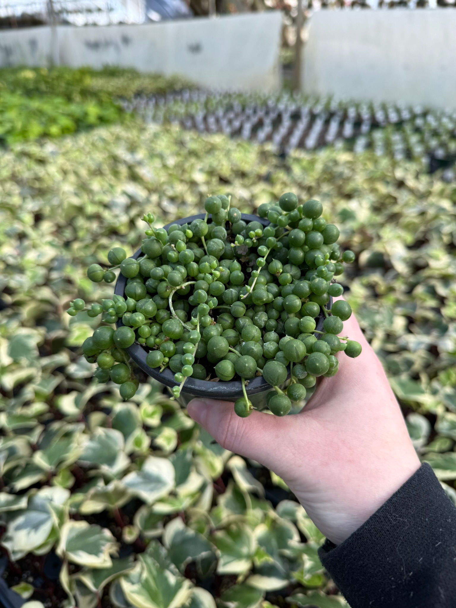 Senecio String of Pearls: 4" Grow Pot