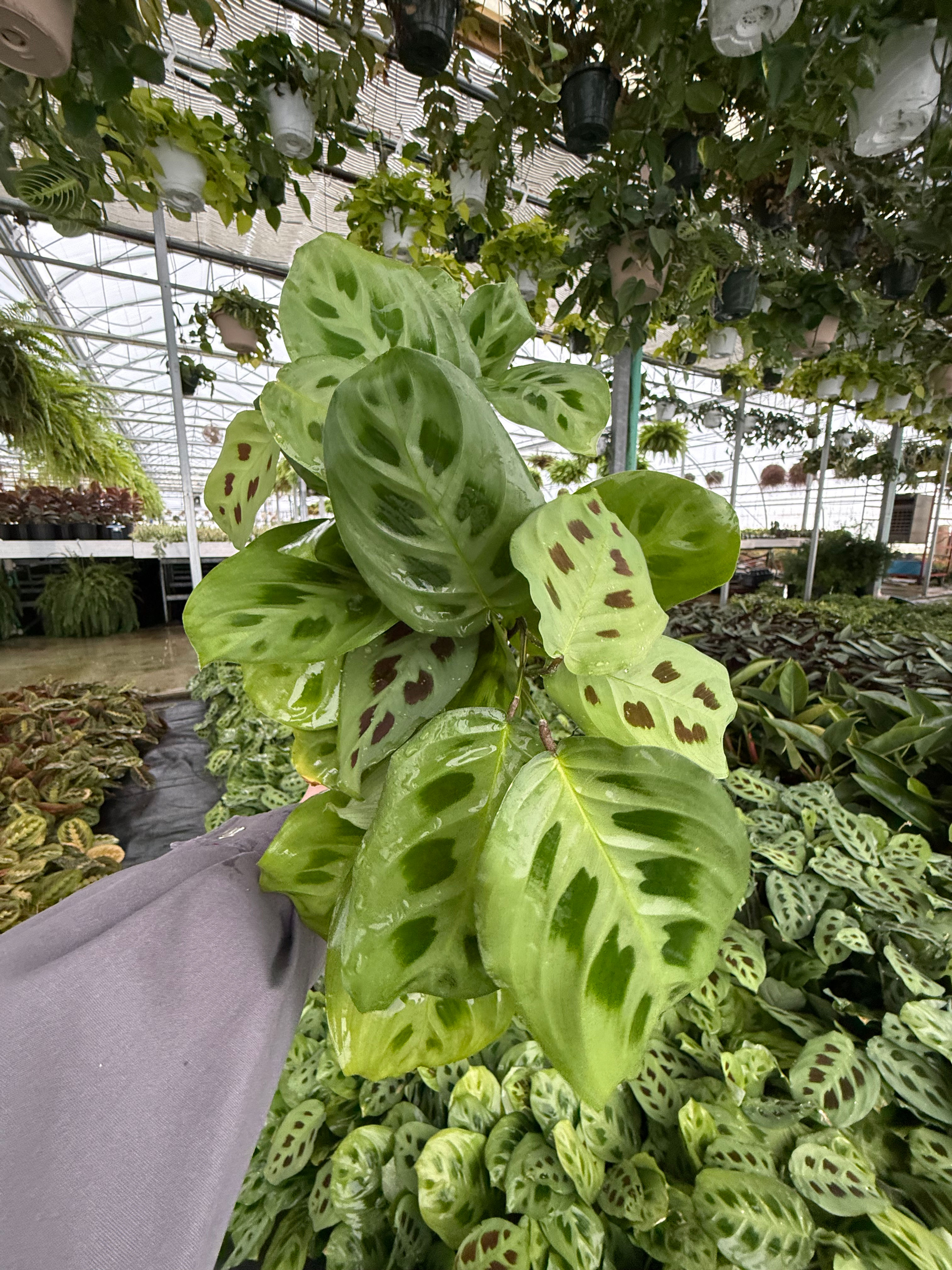 Muranta Green: 4" Grow Pot