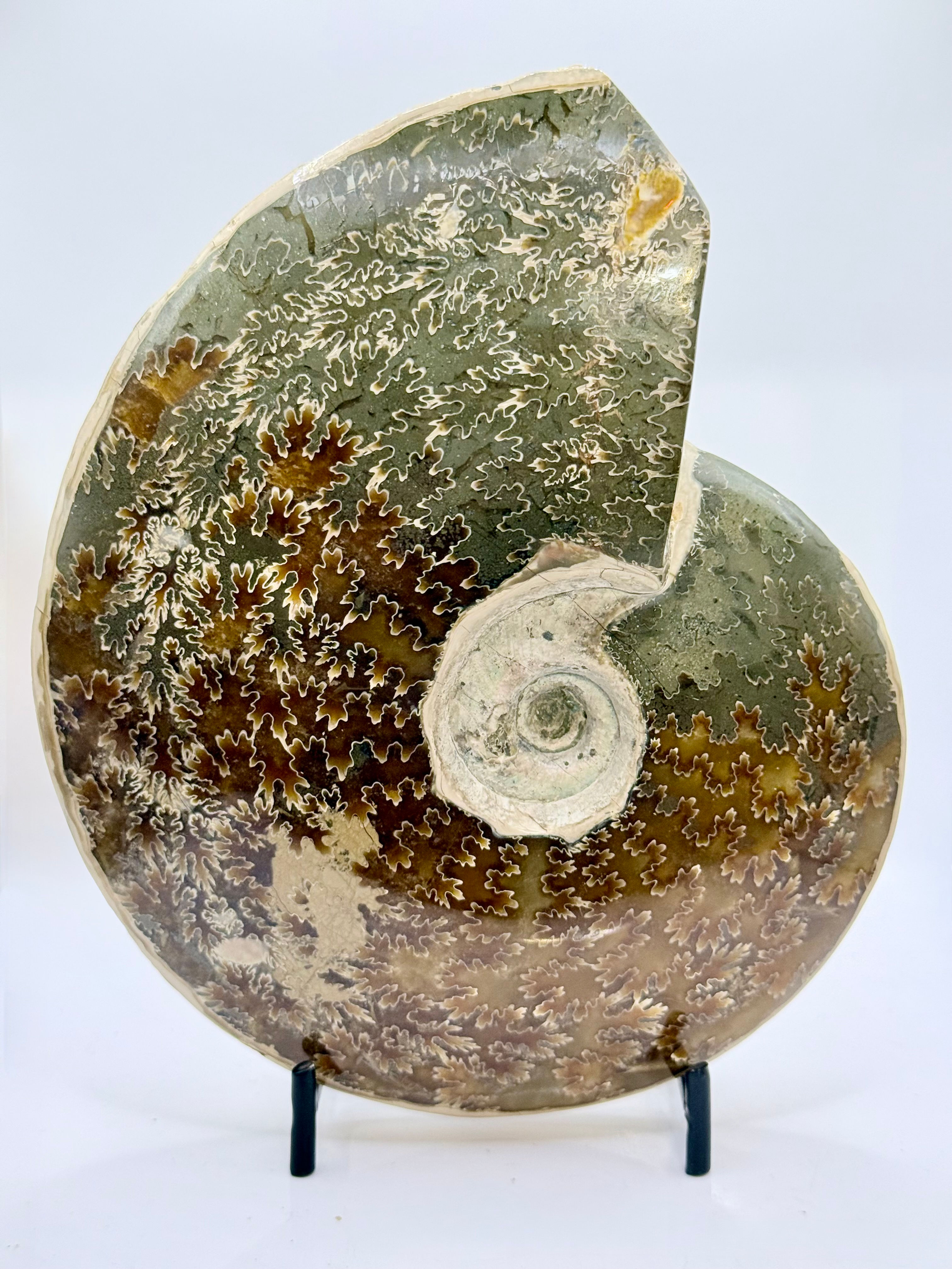 6.5” Ammonite Shell