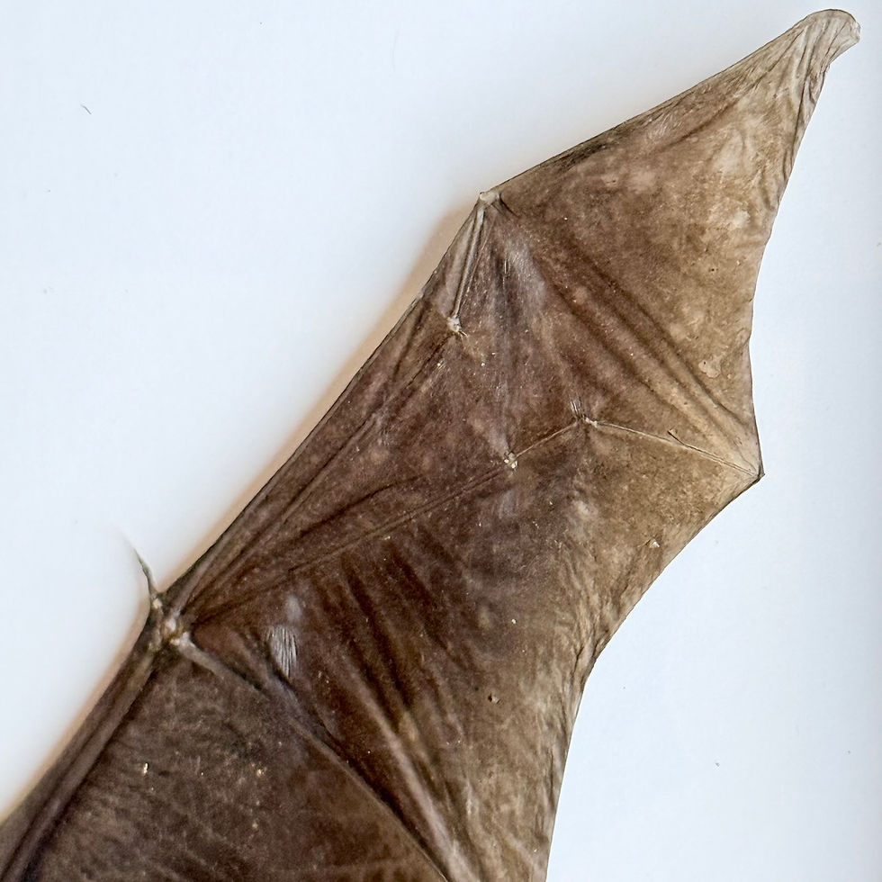 Thumbnail: Framed Preserved Sm Bat