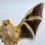 Thumbnail: Framed Preserved Orange/Yellow Bat