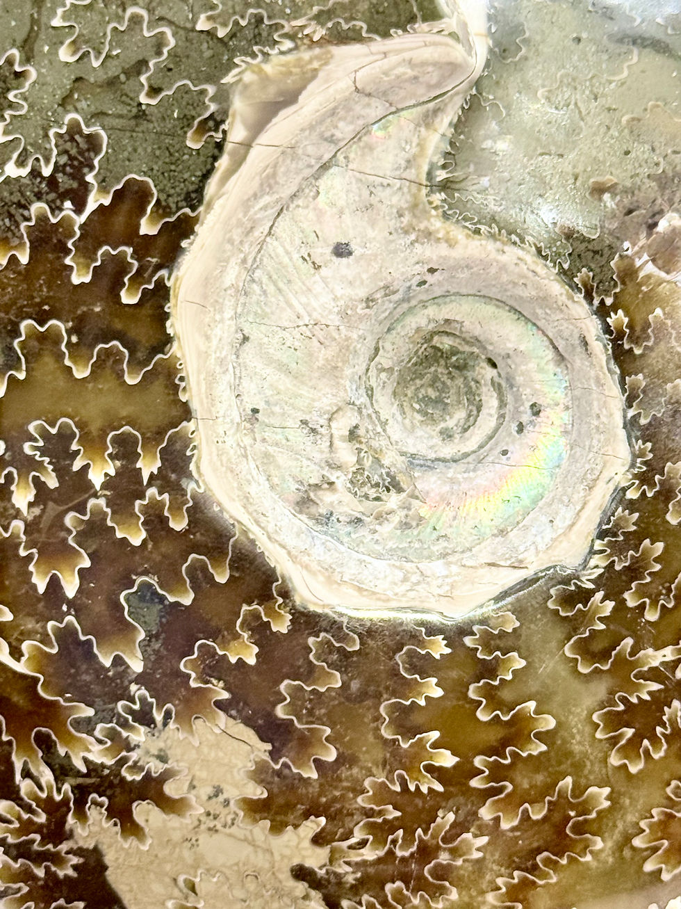 Thumbnail: 6.5” Ammonite Shell