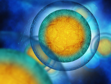 Synthetic Human Embryo Models Created Without Sperm or Egg