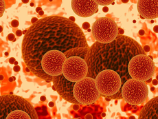 EndoMac Progenitor: The Newly Discovered Cell