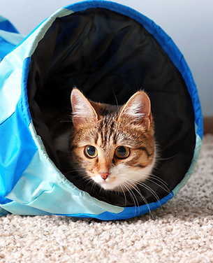 AdobeStock_133677073.jpeg