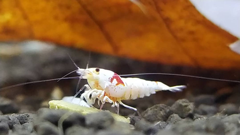 PRL Karides