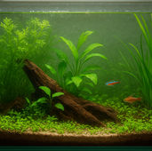 Walstad Metodu Oquanus