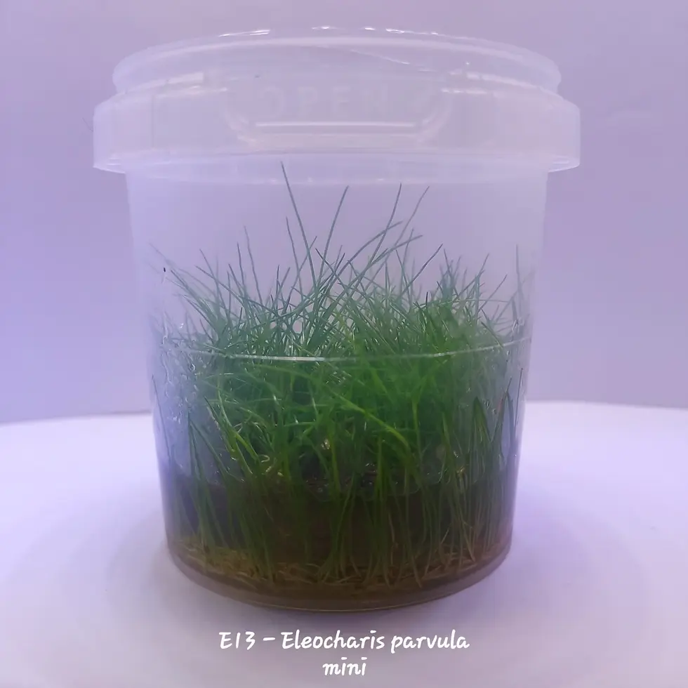 Eleocharis Parvula Mini