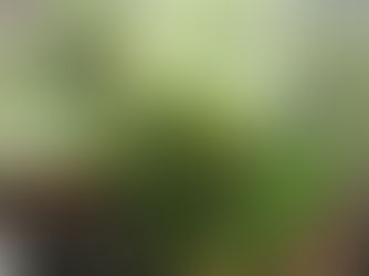 Düşük Destekli Akvaryum Kurulumu ve Oquanus.com’dan Bitki Temini Rehberi