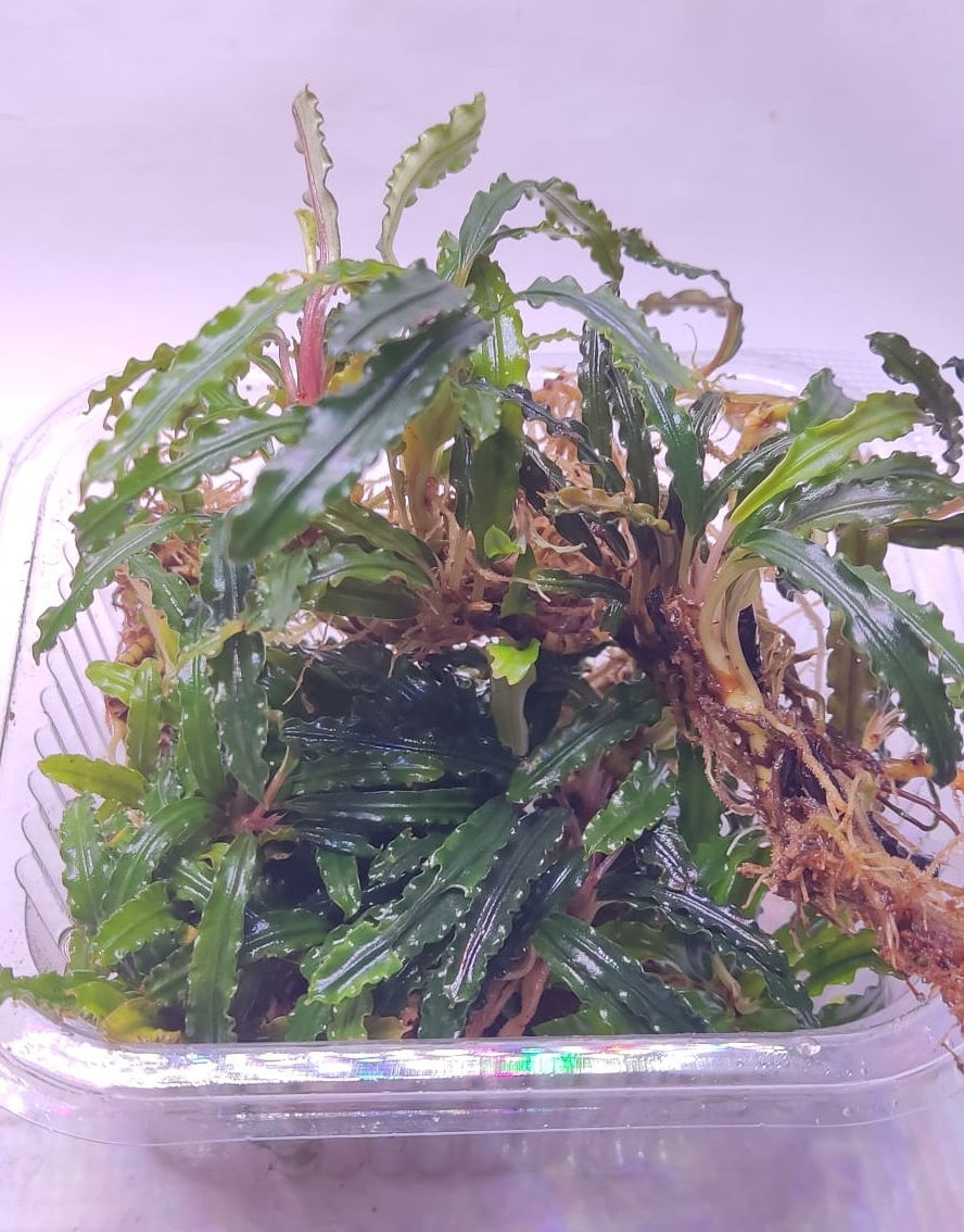 Bucephalandra Catherine