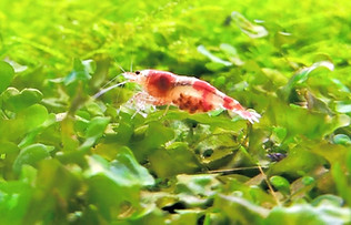 Moss ve Karides