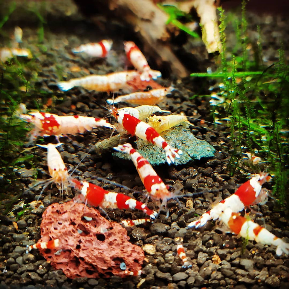 CRS Karides