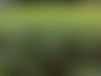 Akvaryum Bitkilerini Susuz Yetiştirme