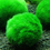 Küçük resim: Marimo Ball (Moss Ball) Şans Yosunu
