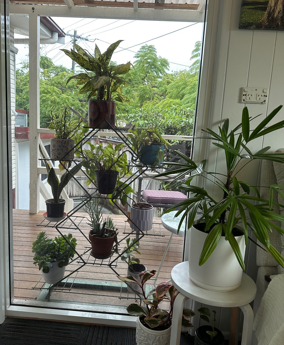 Potted indoor plants in a therapy room in Brisbane.