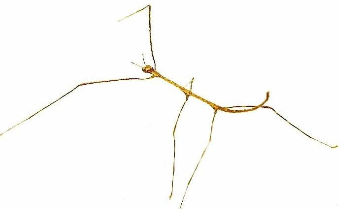 Romulus Insecto Ramulus nematodes bleu