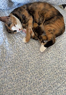 1be1a773-62f9-4864-93ca-6264c874d205_edited.jpg