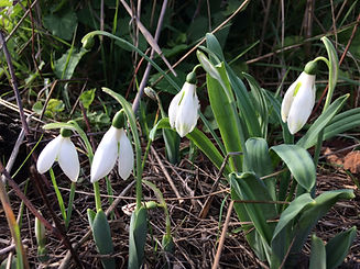 english snowdrops.jpg
