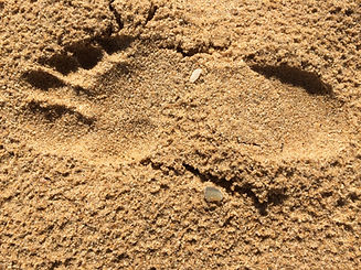 Footprint_edited.jpg