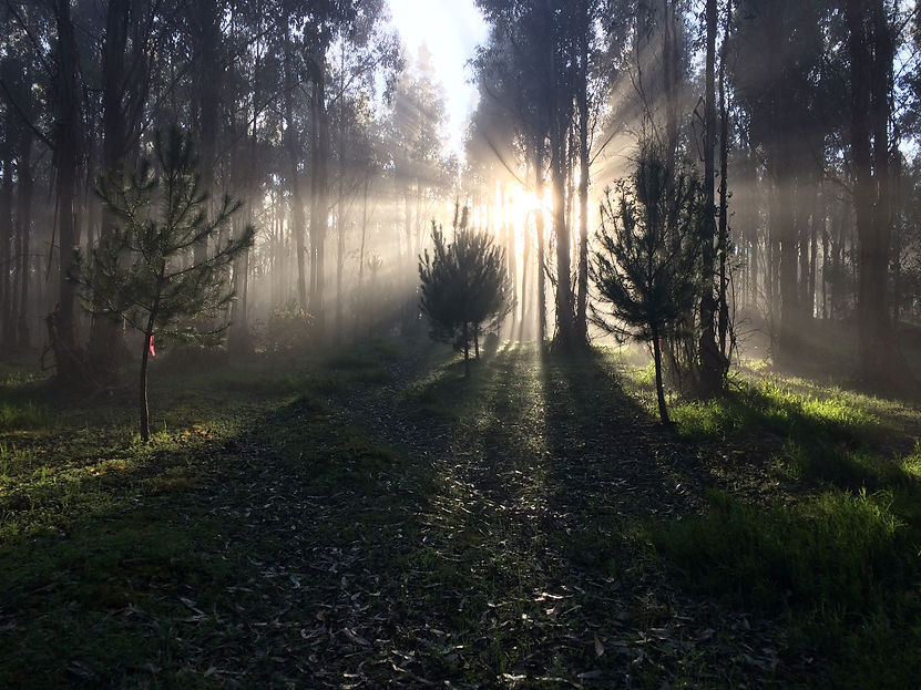 trees and forest bathing.jpg