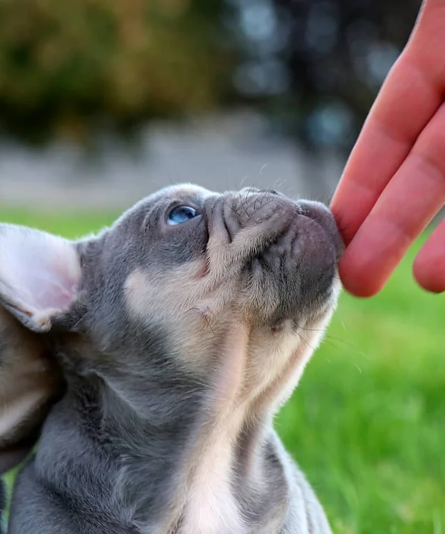 Wallpaper Puppies For Sale Near Me Molalla Or Luscious Frenchies HD