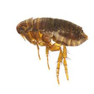 flea control in the home