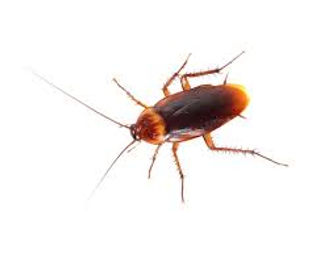 cockroach prevention in commercial kitchens