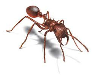 prevention of ant infestation in the home