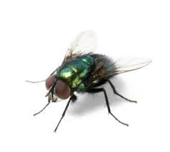 fly control in the UK