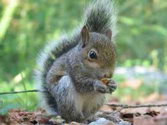 Squirrels are pests in the home