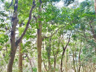 【未検査】コロナウイルス?体験記2