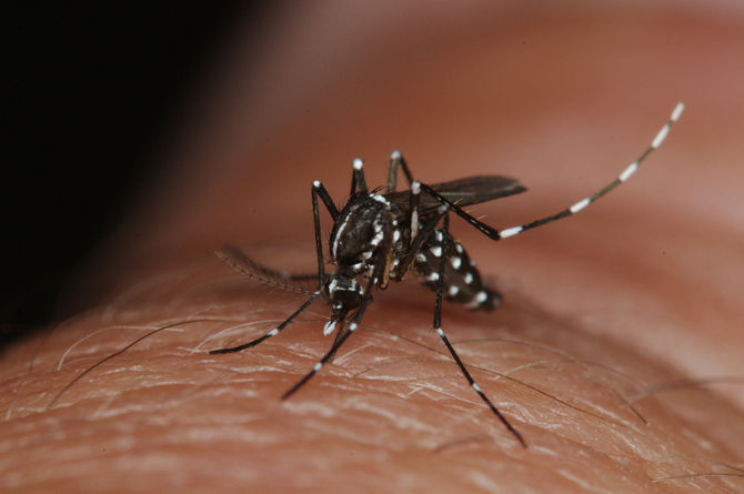 Viruses in humans and bees